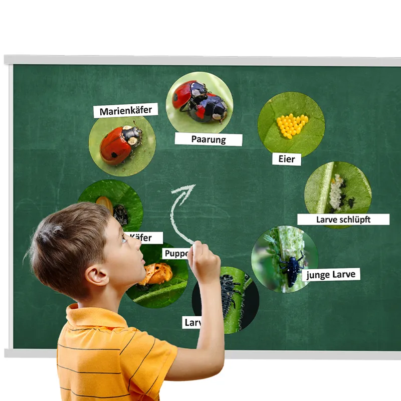 Lebenszyklus "Marienkäfer", magnetisch, 16-tlg.