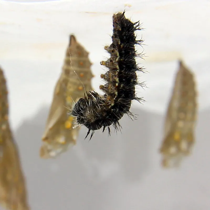 Nachbestellung Schmetterlings-Raupen, 5 Stück Nachbestellung Schmetterlings-Raupen, 5 Stück