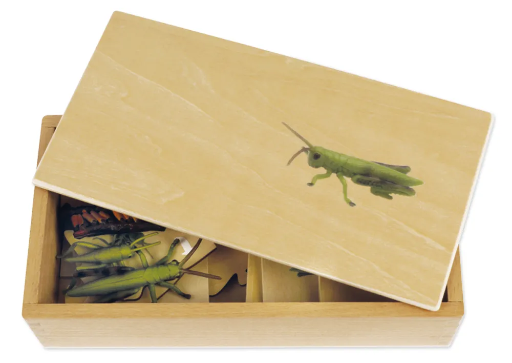 TimeTEX - Ciclul de viață la lăcuste, în cutie din lemn "Montessori Premium"