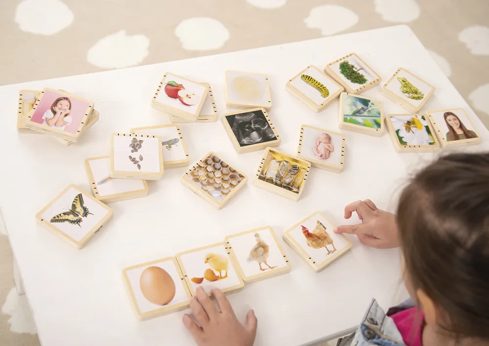 Holztäfelchen "Lebenszyklus", 25-tlg.