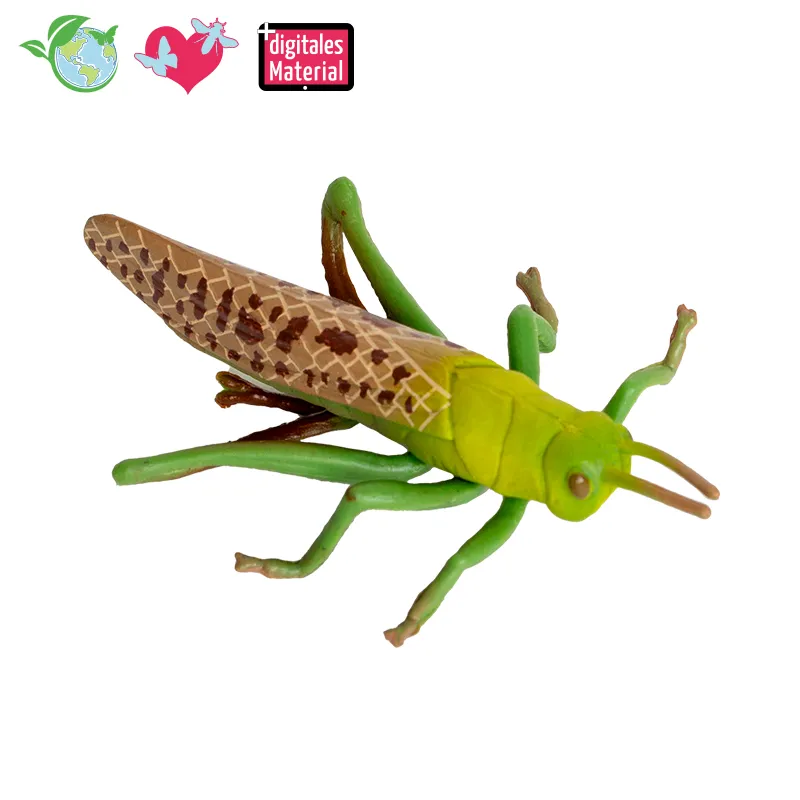 Lebenszyklus-Modell "Heuschrecke", 4-tlg.