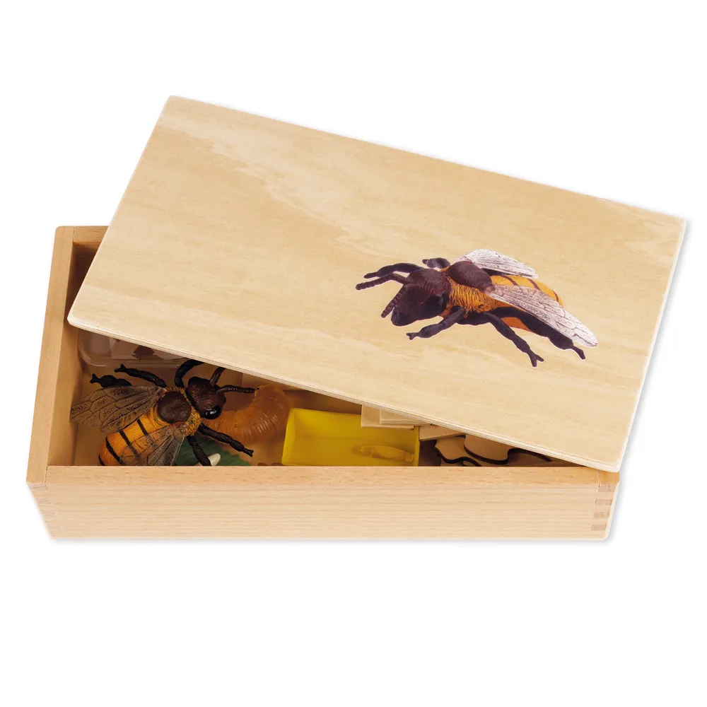 TimeTEX - Ciclul de viață la albinele melifere, în cutie din lemn "Montessori Premium"