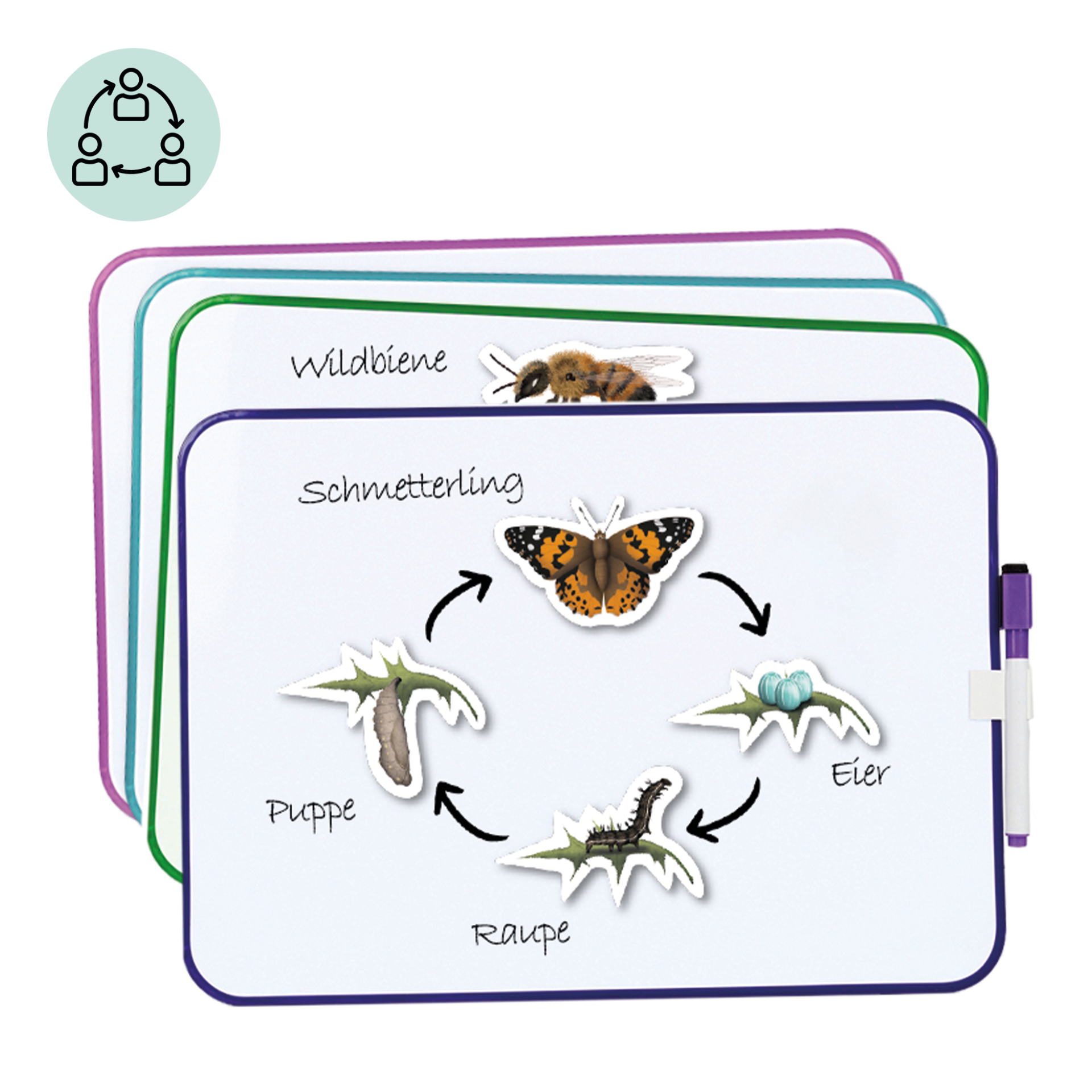 Klassenset Lebenszyklus "Schmetterlinge, Bienen & Marienkäfer", magnetisch, 100-tlg.