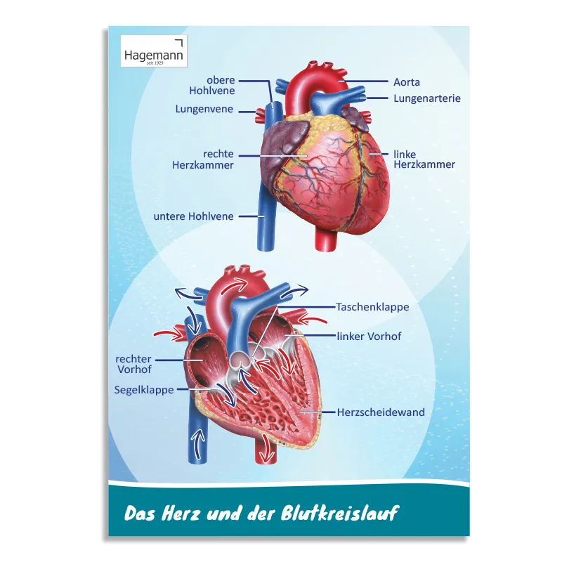 Poster A2 "Das Herz von innen und außen"
