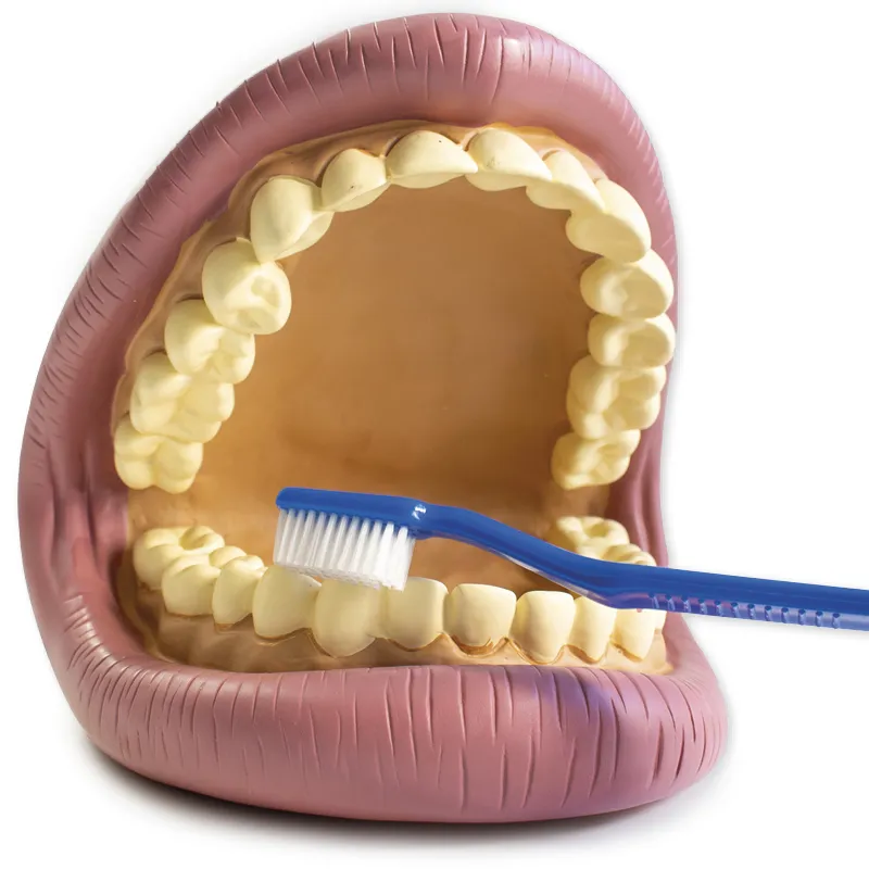 Modell "Zahnhygiene", groß