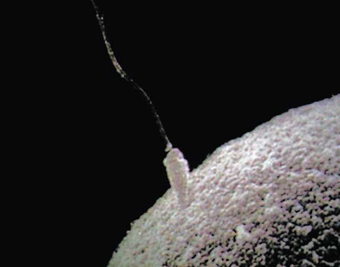 Hagemann DVD-Lehrfilm Schlüssel zur genetischen Vielfalt - Meiose, Crossing-over, Mutationen