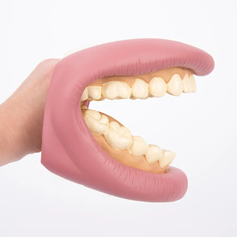 Modell "Zahnhygiene", groß