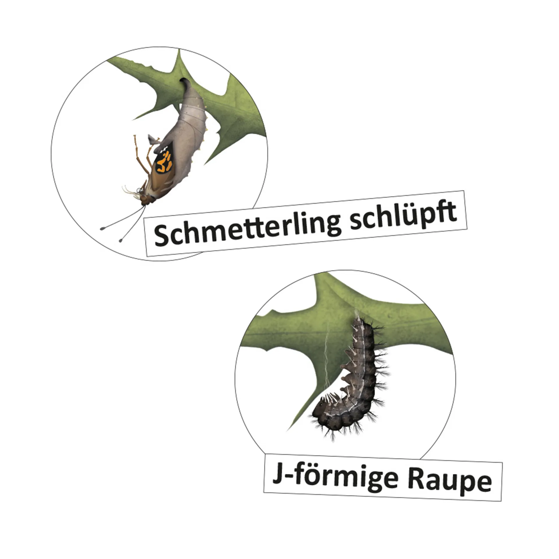 Lebenszyklus "Schmetterling", magnetisch, 16-tlg.