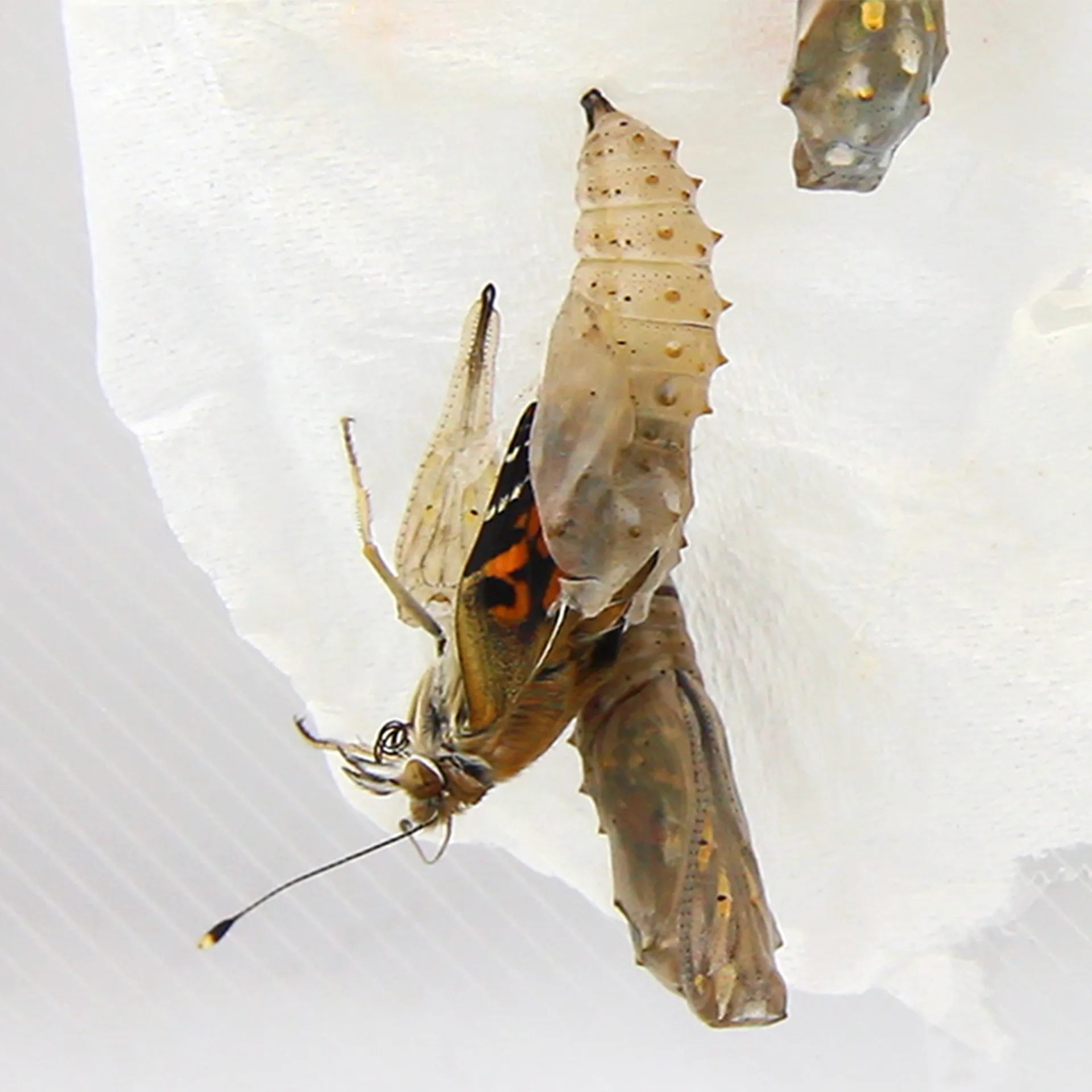 Gruppen-Projektset "Schmetterlinge", Starter-Set, 13-tlg.