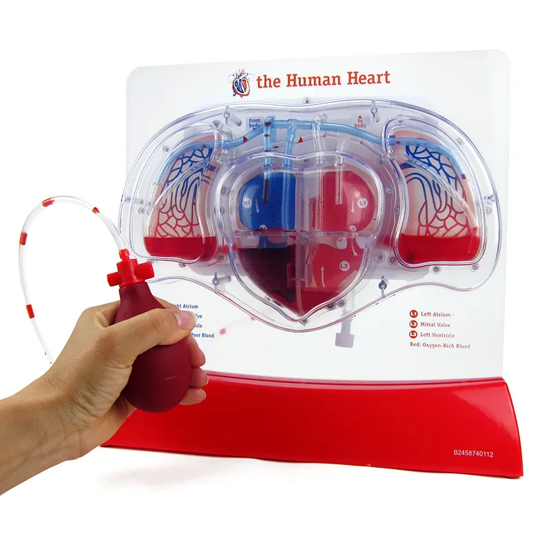 Modell "Herz-Kreislauf mit Blutfluss", 28 cm