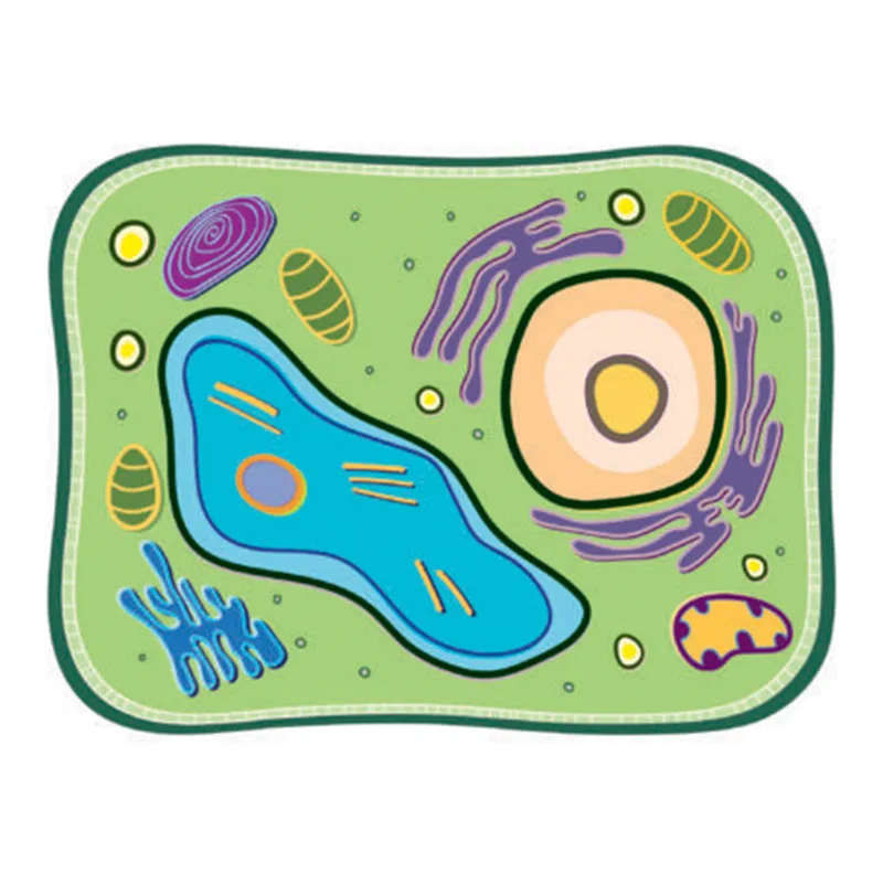 Stapelmodell "Pflanzliche Zelle", 10-tlg.