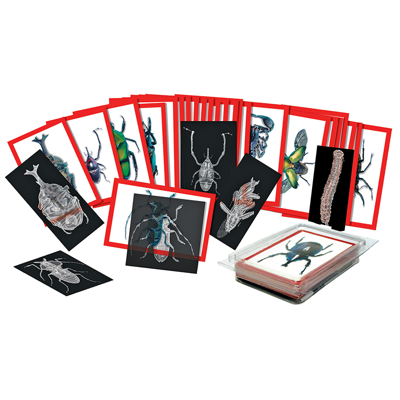 Hagemann Insekten-Röntgenbilder und Bildkarten-Set, 72 tlg.