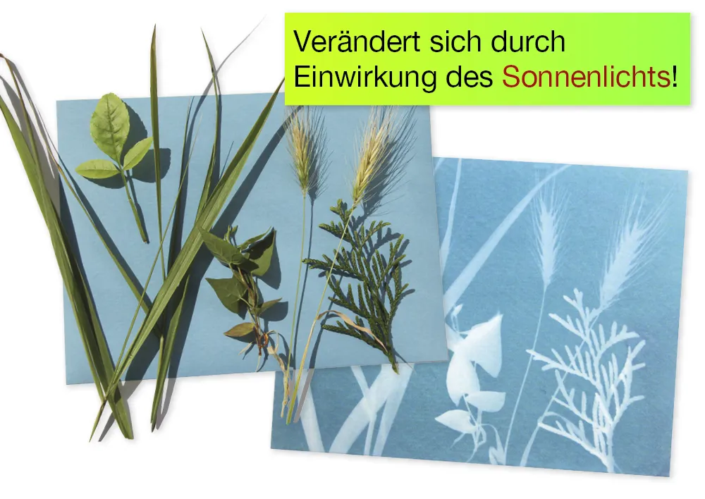 Foto-Solarpapier mit Fixierscheibe, 40 Blatt