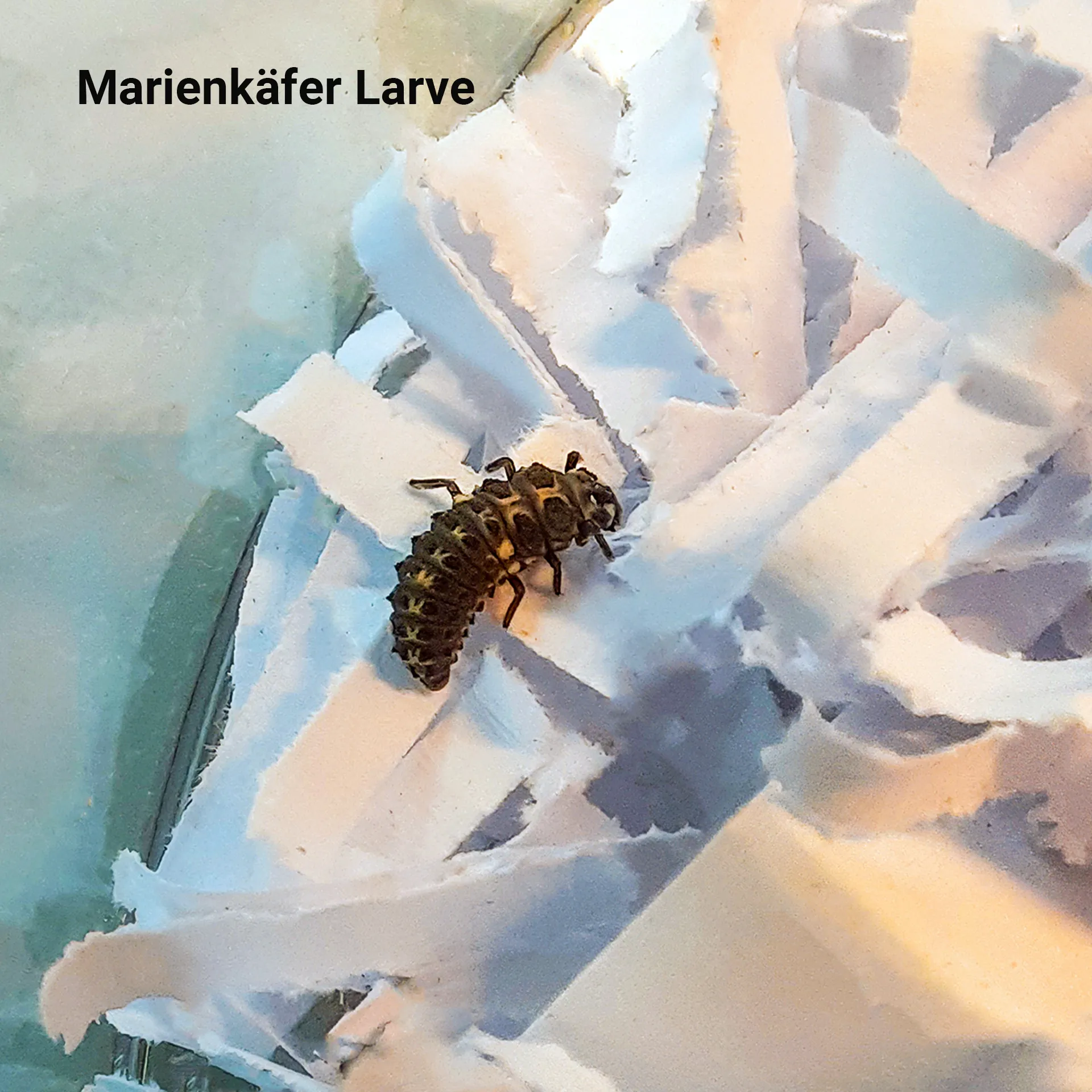 Zuchtset "Marienkäfer", 6-tlg.