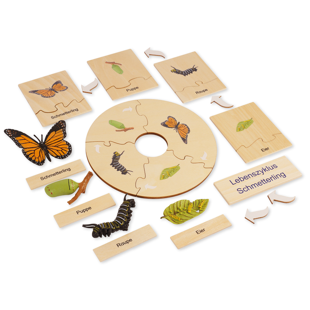 TimeTEX livscykel för en fjäril, i trälåda "Montessori Premium"
