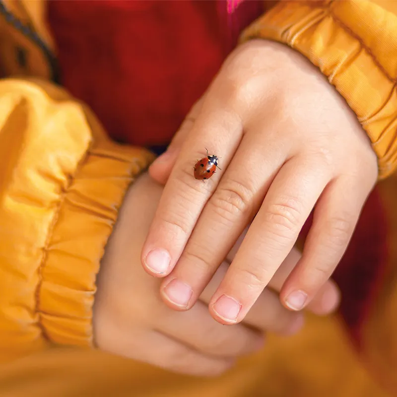 Nachbestell-Gutschein Marienkäfer-Larven, 10-15 Stück