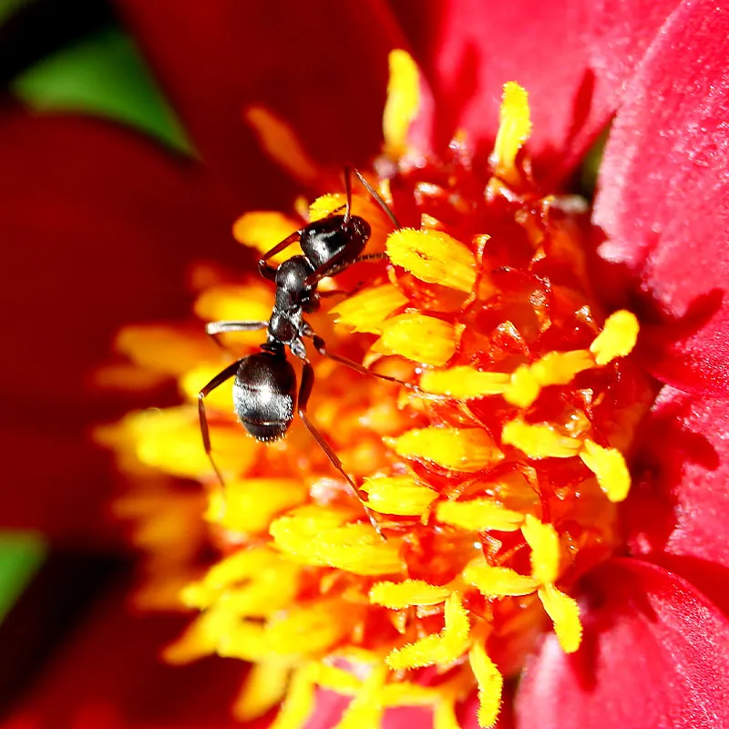 Nachbestellung Ameisenstaat, 1 Königin und Arbeiterinnen