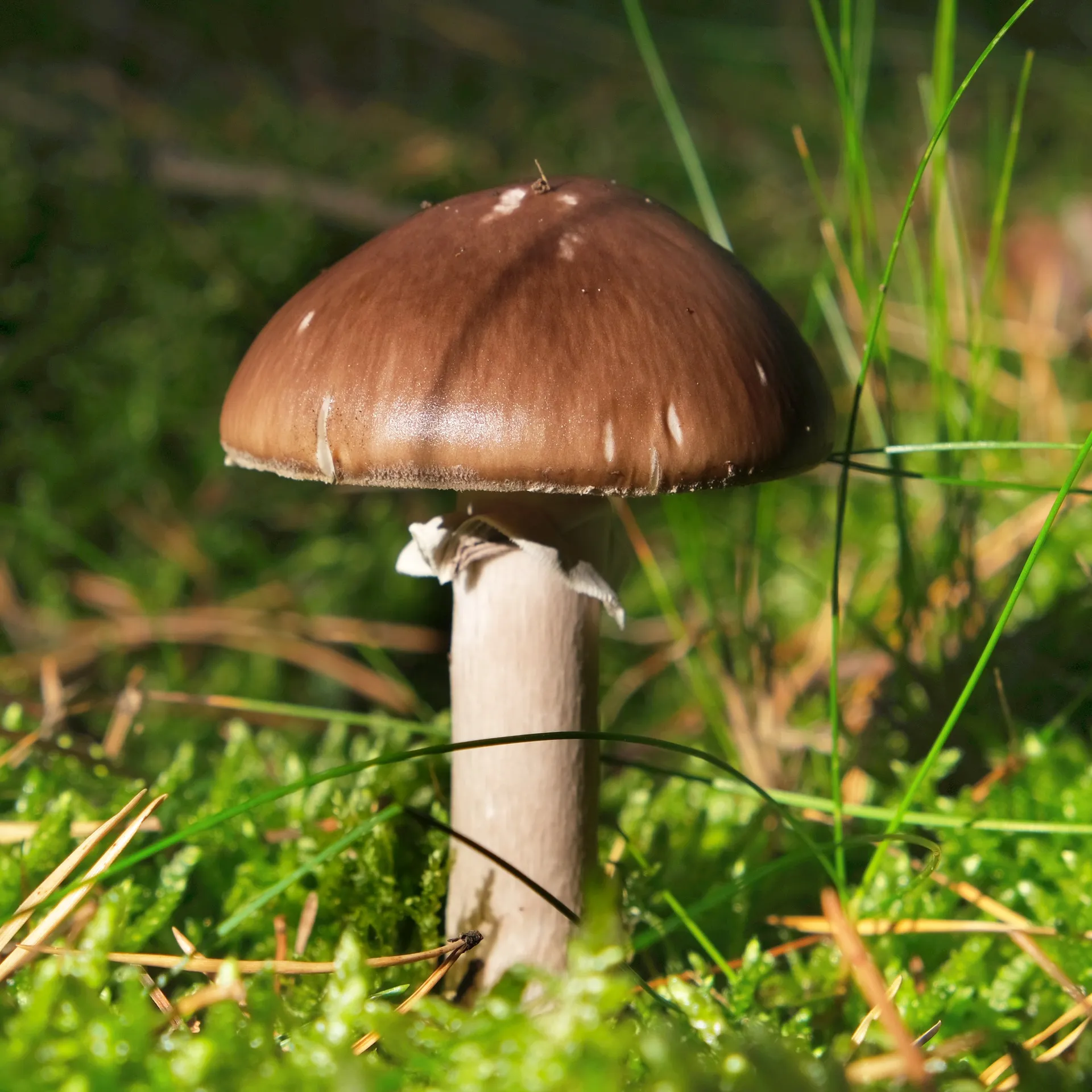 Zuchtset "Braunkappe", Pilze