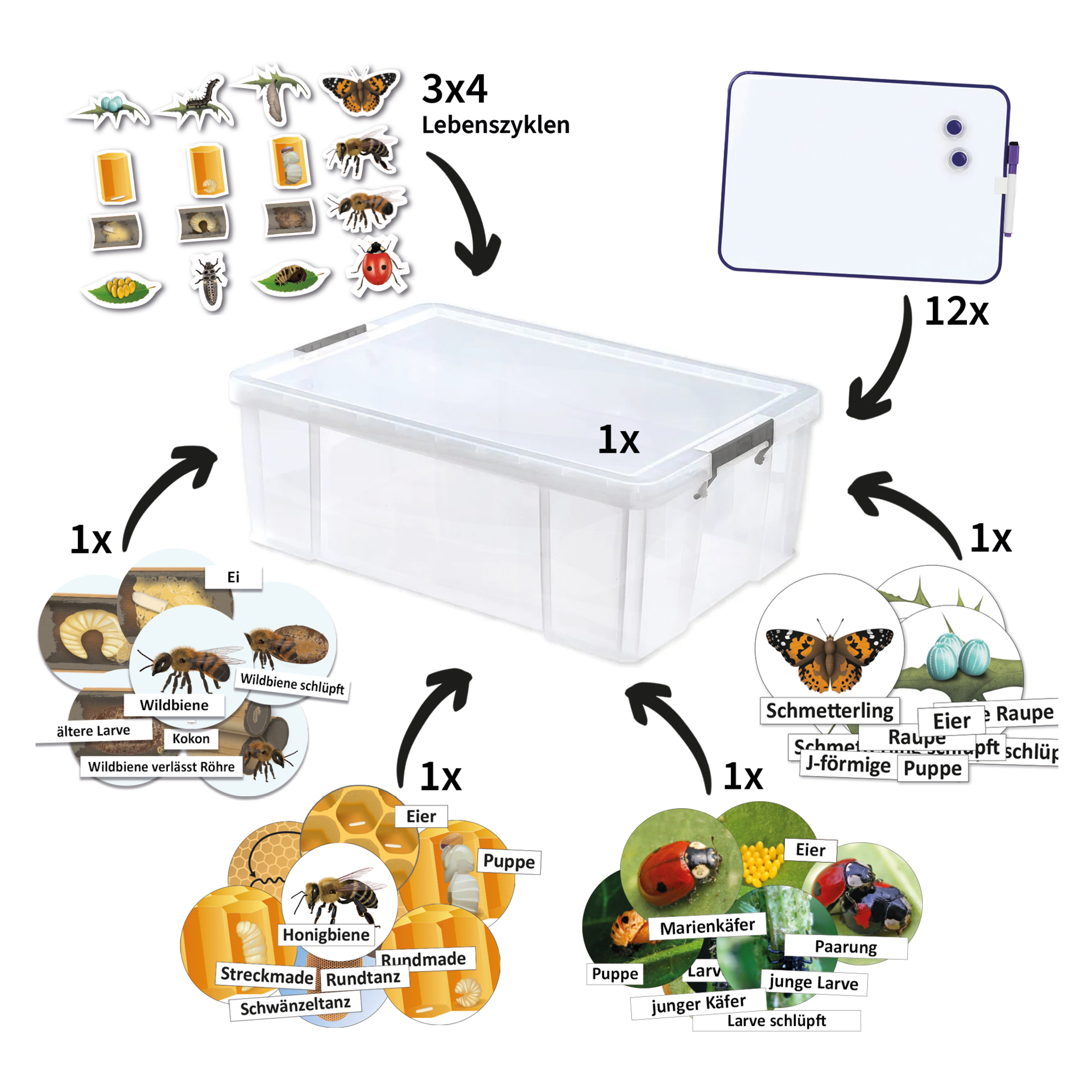 Klassenset Lebenszyklus "Schmetterlinge, Bienen & Marienkäfer", magnetisch, 100-tlg. Klassenset Lebenszyklus "Schmetterlinge, Bienen & Marienkäfer", magnetisch, 100-tlg.