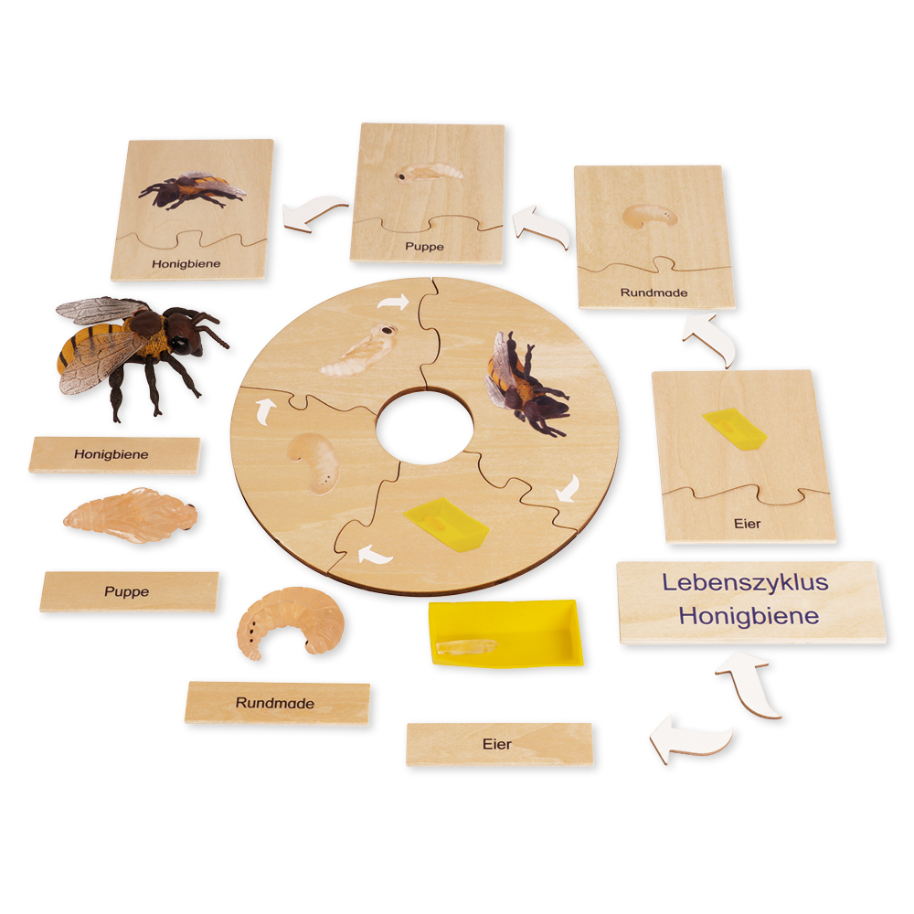 TimeTEX Lebenszyklus einer Honigbiene, in Holzbox "Montessori Premium"