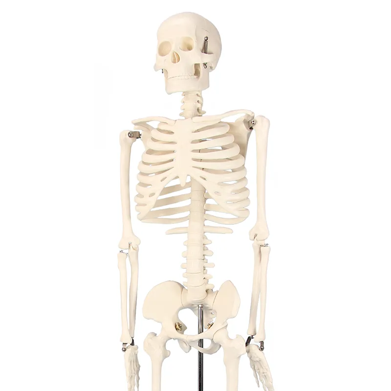 Skelett mit Stativ, 85 cm