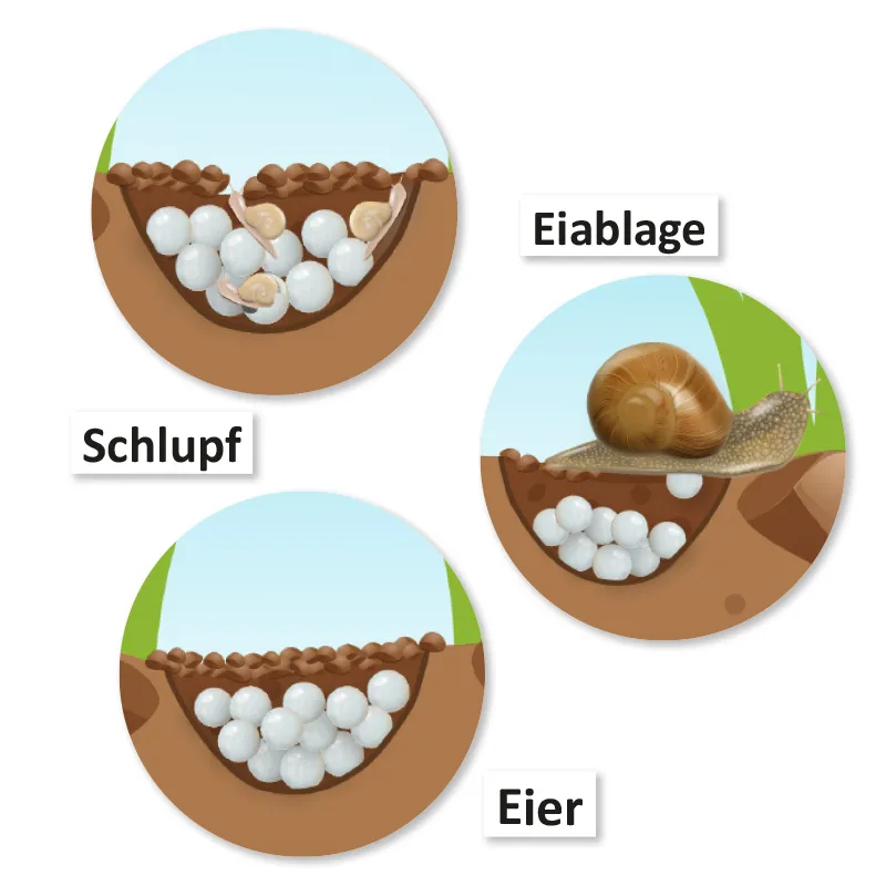 Lebenszyklus und Leben "Schnecke", magnetisch, 24-tlg.