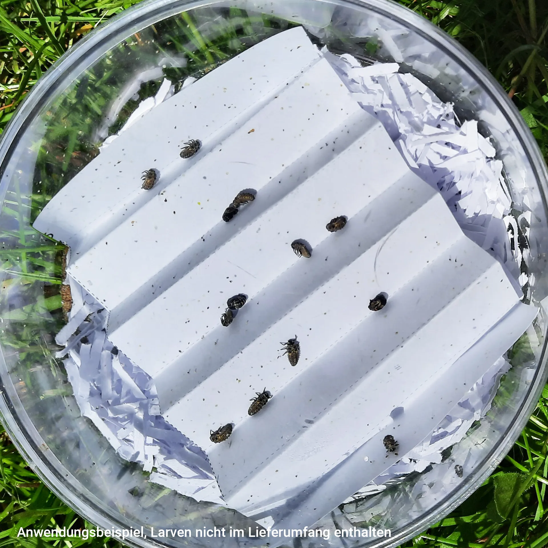 Marienkäfer-Aufzuchtvivarium aus Kunststoff, 11 cm ø