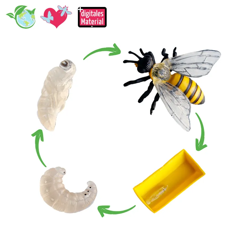 Lebenszyklus-Modell "Honigbiene", 4-tlg.