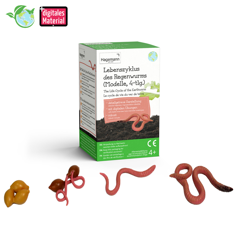 Modelo del ciclo vital "Lombriz de tierra", 4 uds.