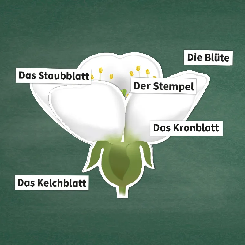Kirschblüte: Aufbau, Bestäubung, Befruchtung, magnetisch, 31-tlg.