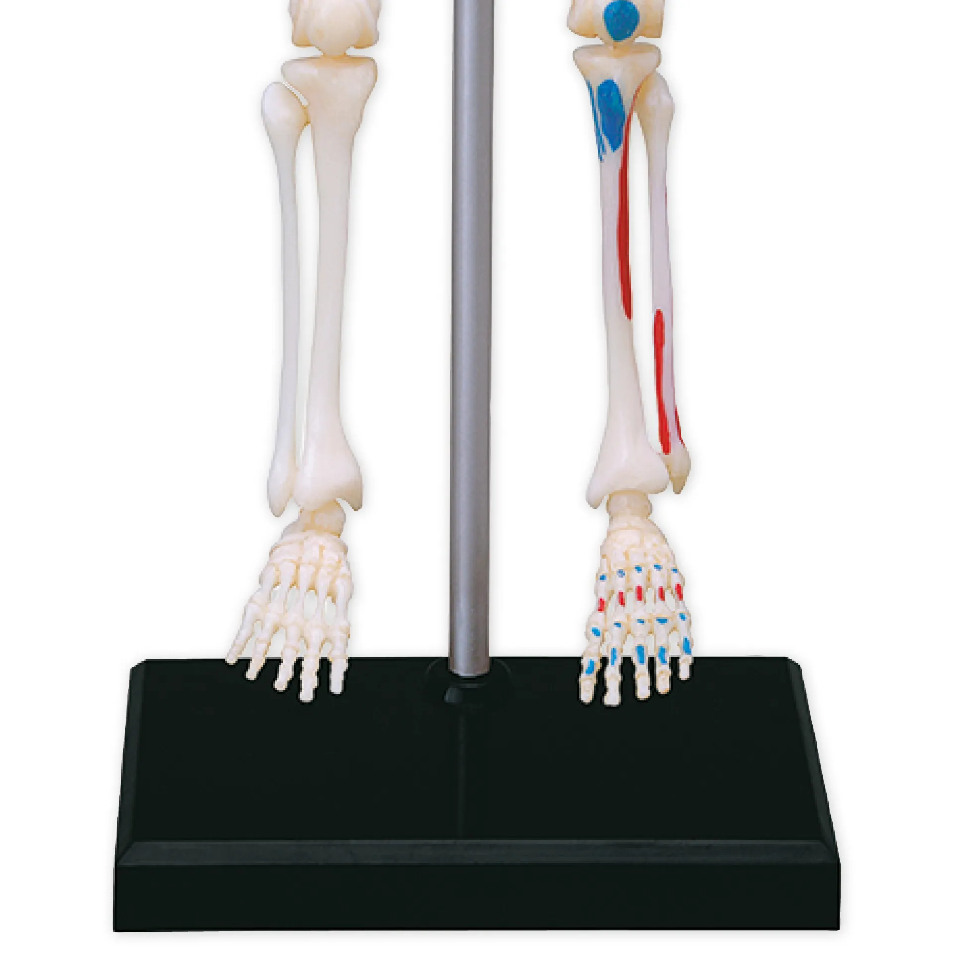 Skelett mit Stativ, 24 cm, 41-tlg. Skelett mit Stativ, 24 cm, 41-tlg.