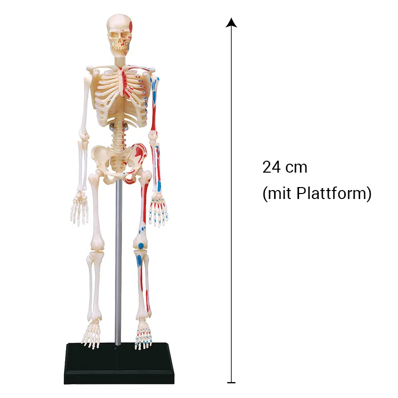 Skelett mit Stativ, 24 cm, 41-tlg.