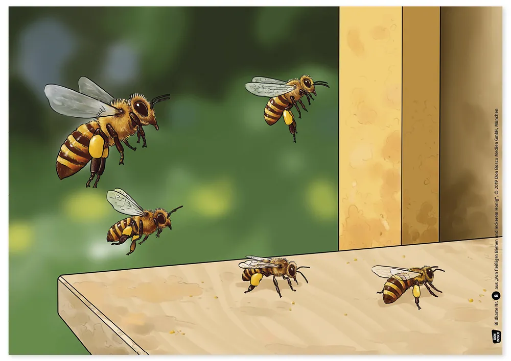 Bildergeschichten-Karten "Von fleißigen Bienen und leckerem Honig", 12-tlg.