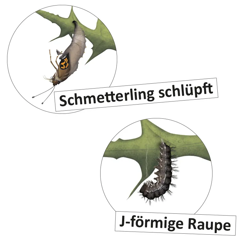 Lebenszyklus "Schmetterling", magnetisch, 16-tlg. Lebenszyklus "Schmetterling", magnetisch, 16-tlg.