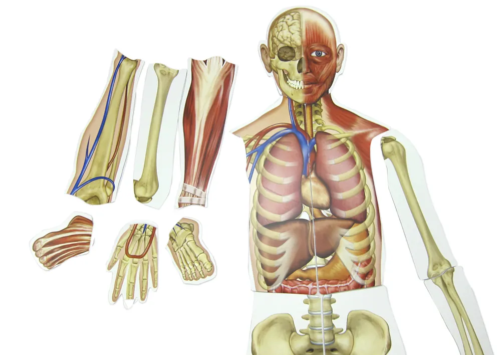 Menschlicher Körper, magnetisch, 17-tlg.