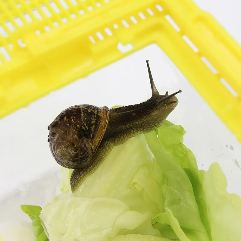 Observationsset "Sniglar", 5 st.