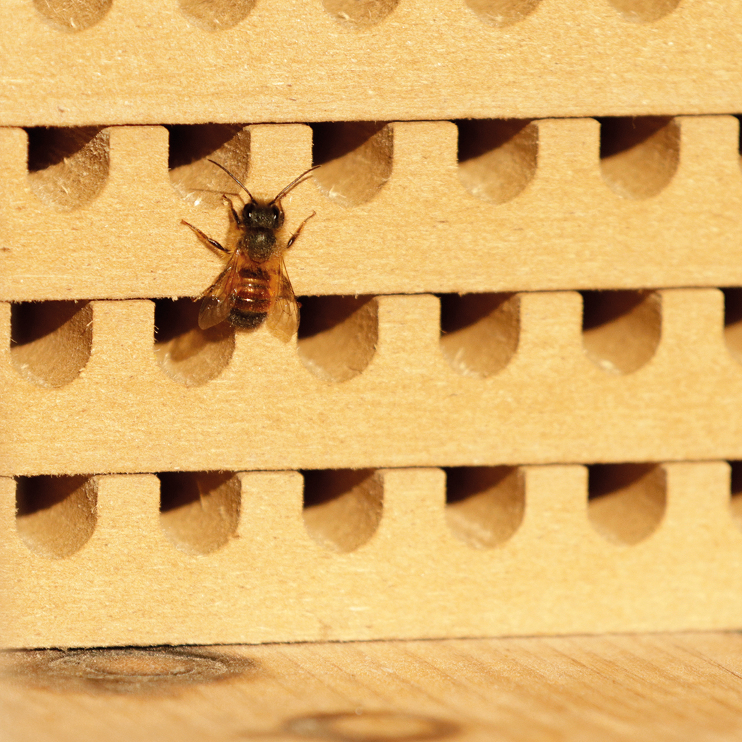 Zuchtset "Wildbienen mit Kokons", Rote Mauerbiene, 5-tlg.