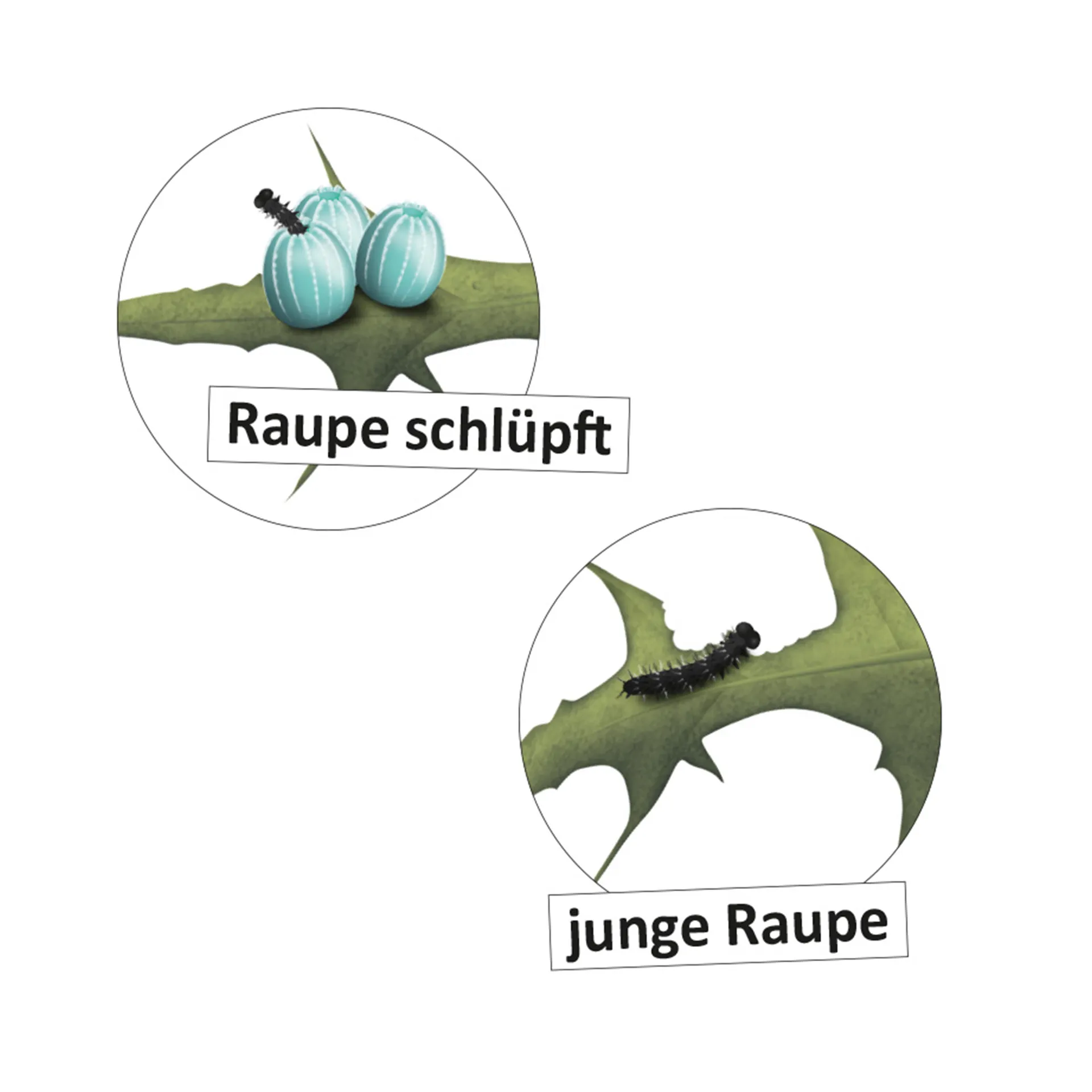 Lebenszyklus "Schmetterling", magnetisch, 16-tlg.