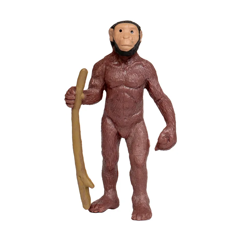 Model "Ontwikkeling van de mens", 5-delig