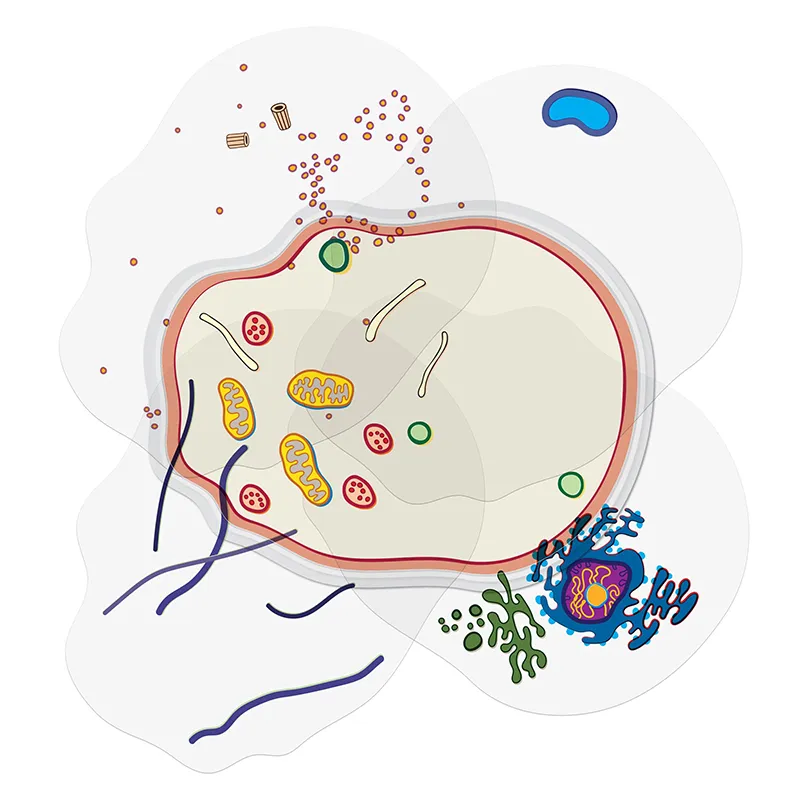 Stapelmodell "Tierische Zelle", 10-tlg.