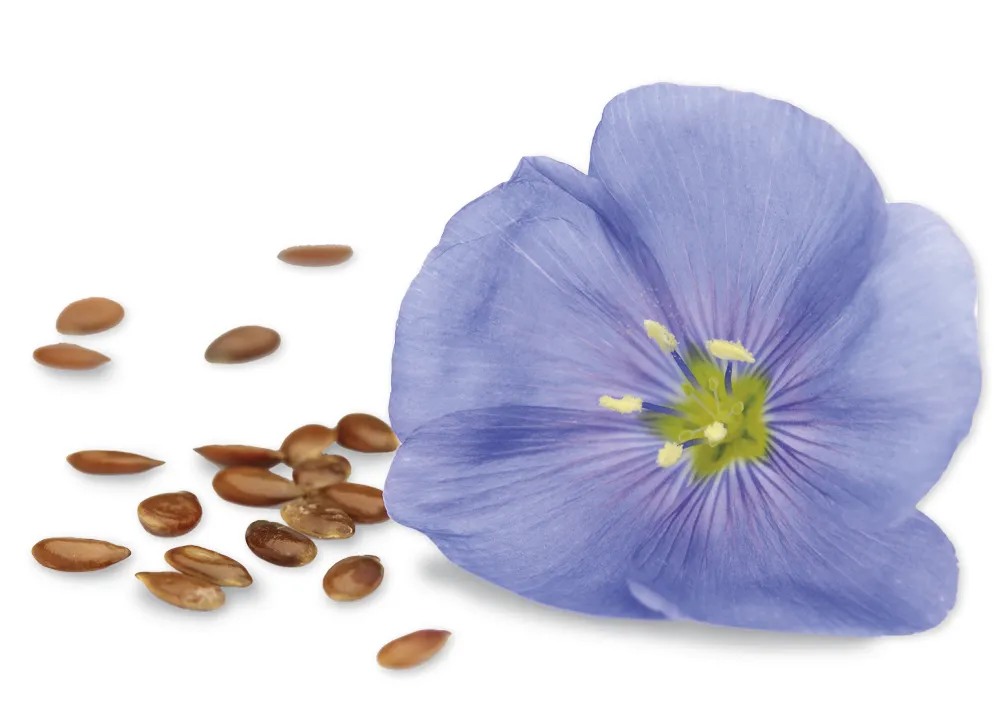 Bastelset "Blühendes Papiermaché"