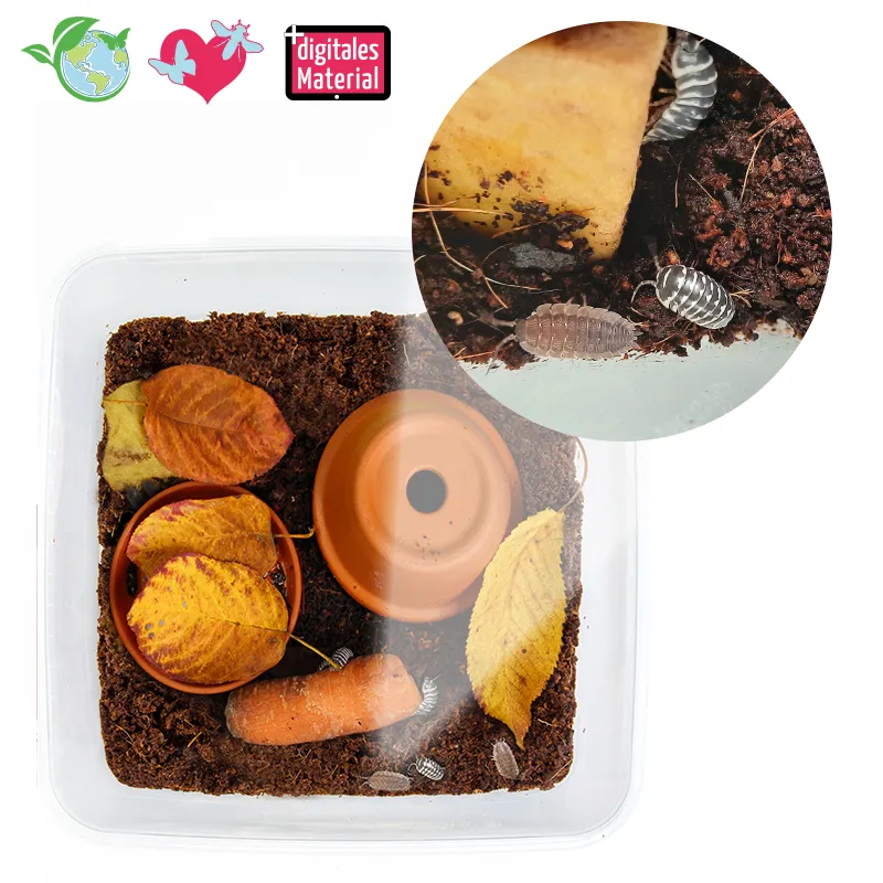 Zuchtset "Asseln", 10-tlg.