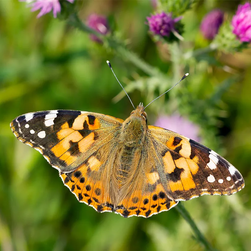 Gutschein-Set "Schmetterlinge", groß, 12-tlg.