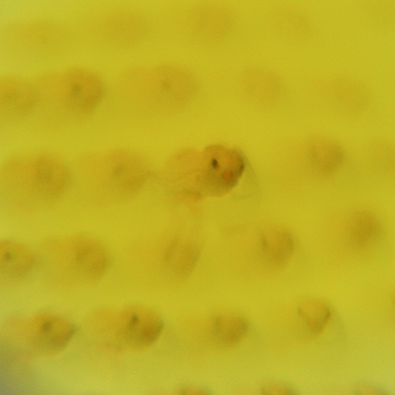 Okulary z fasetowanymi soczewkami