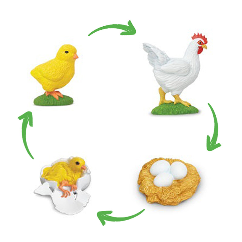 Modelo de ciclo de vida "Pollo", 4 uds.