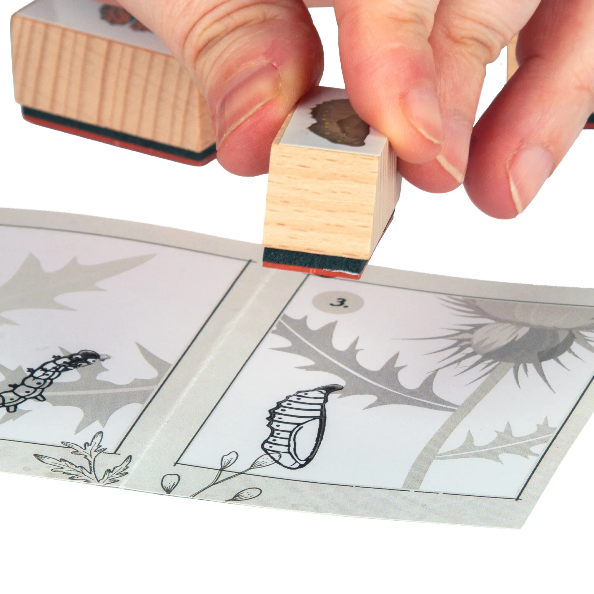 Set Holzstempel "Lebenszyklus Schmetterling", 11-tlg. mit Stempelkissen