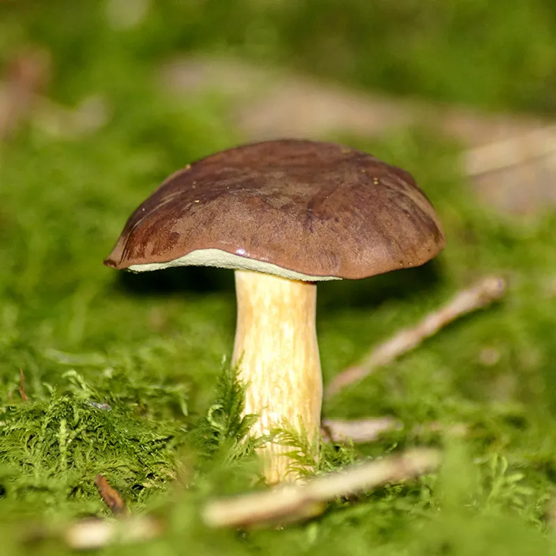 Zuchtset "Braunkappe", Pilze