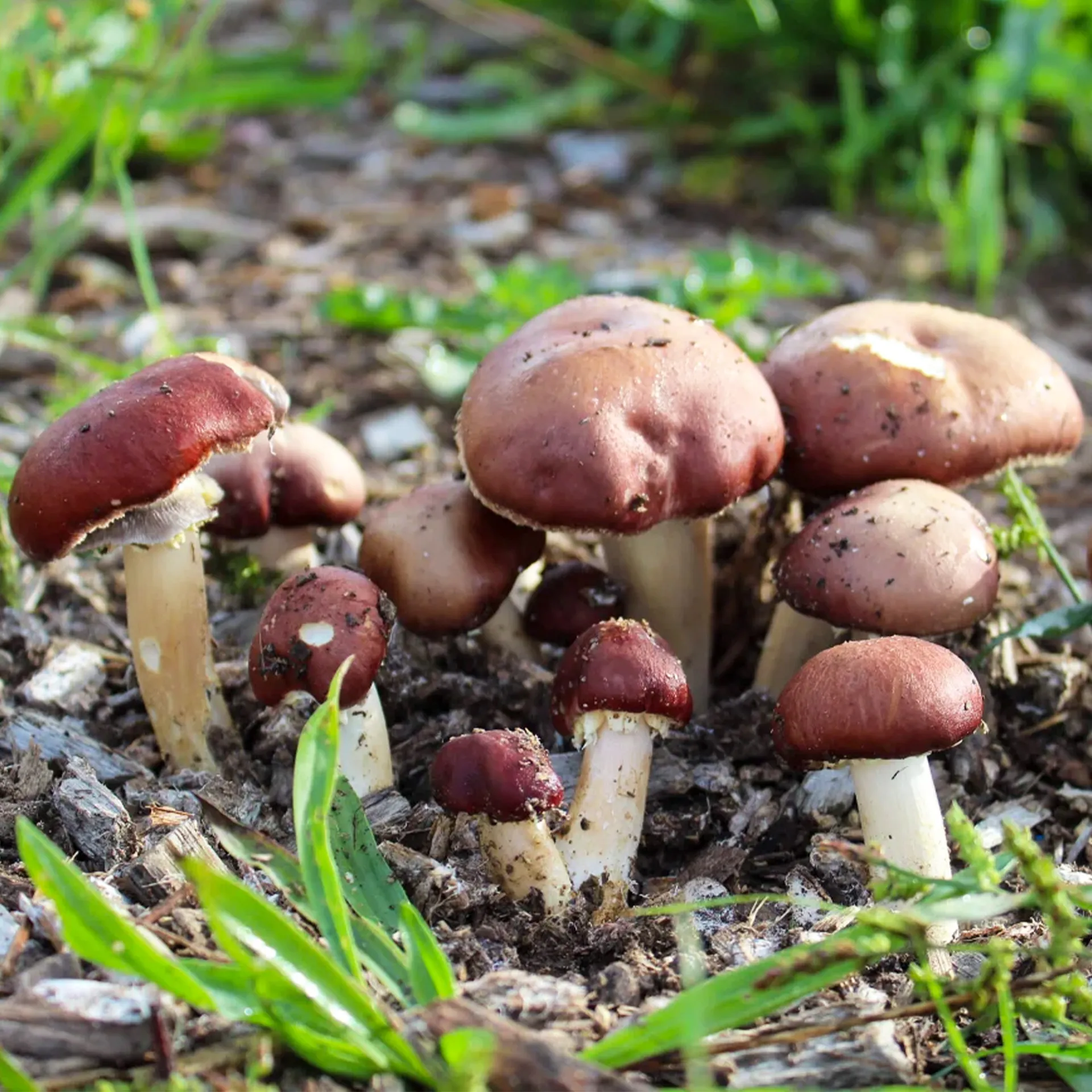 Zuchtset "Braunkappe", Pilze