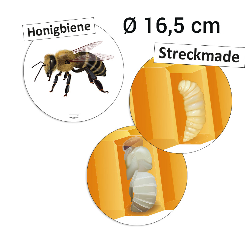 Lebenszyklus und Kommunikation "Honigbiene", magnetisch, 16-tlg.