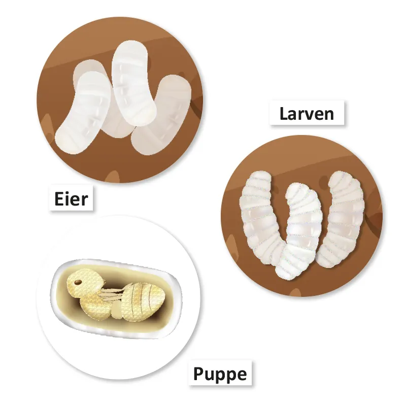 Lebenszyklus und Leben "Ameise", magnetisch, 24-tlg.